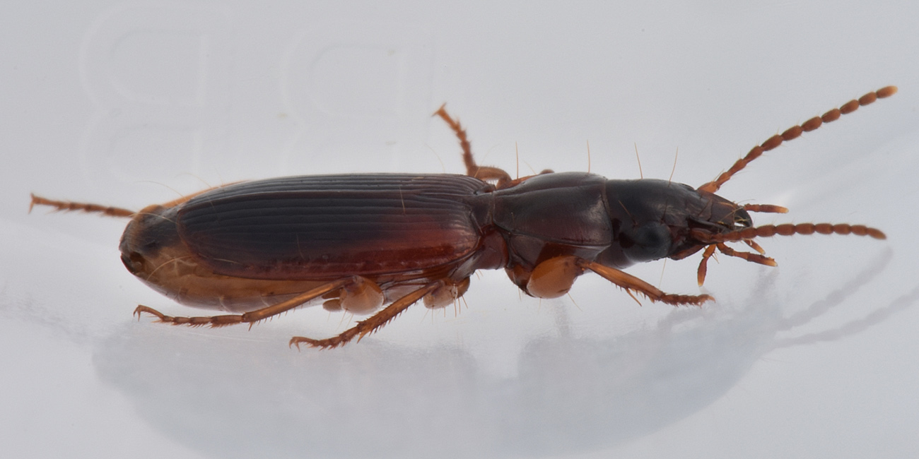 Carabidae: Potrebbe essere lui? cerrrto che � lui! Pseudomasorerus canigoulensis